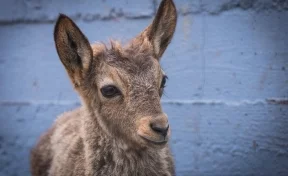 Посетители зоопарка в Красноярске до смерти закормили винторогого козла