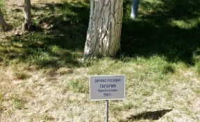 Дерево Гагарина на Байконуре всё-таки не засохло