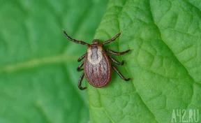 Россиянам рассказали, можно ли отличить энцефалитного клеща от обычного