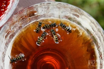 Фото: В Кузбассе любители сладкого украли 27 литров мёда с пасеки 1