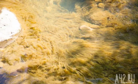 Трамп сообщил об экологической катастрофе из-за прорыва канализации