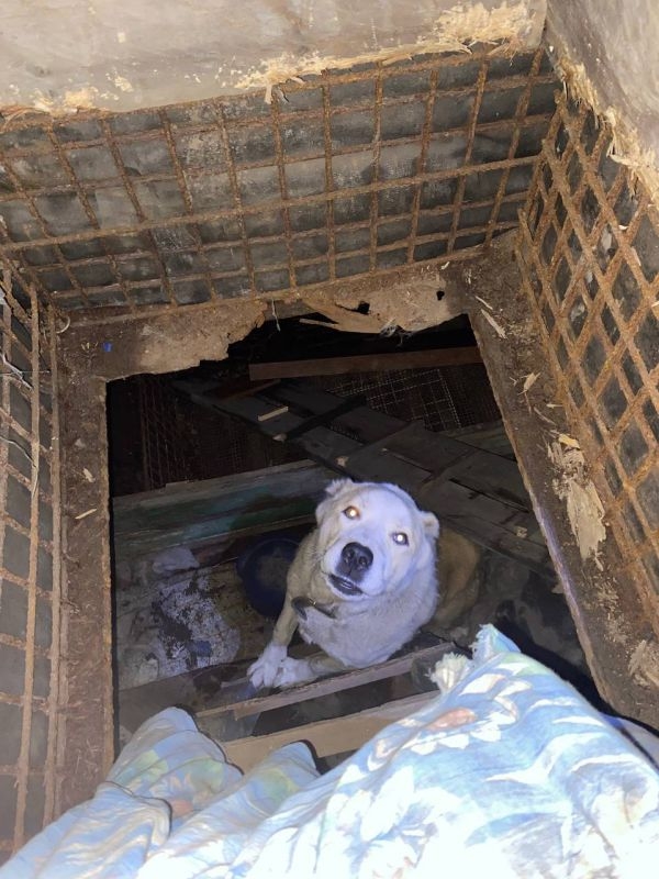 В Новокузнецке спасатели вызволили собак из ямы и погреба