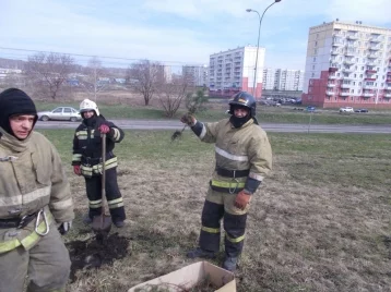 Фото: На «Аллее спасателей» в Новокузнецке высадили новые деревья взамен вырубленных 1