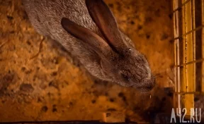 «Принесли нам более 80 символов года»: директор зоопарка призвал не дарить кроликов на Новый год