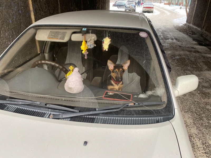 В Новокузнецке полицейские спасли замерзавшего в запертой машине щенка