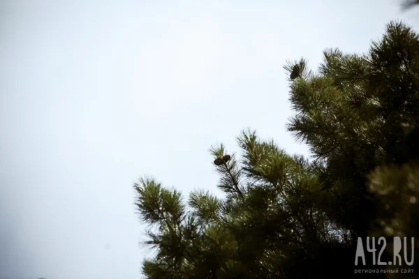 Власти Кемерова потратят 75 млн рублей на озеленение и благоустройство