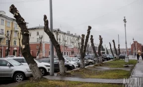 «Город обрубышей»: кемеровчане раскритиковали вырубку и уродливую опиловку деревьев