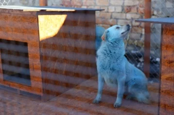 Фото: Синим собакам с улицы российского города нашли работу в мэрии 1