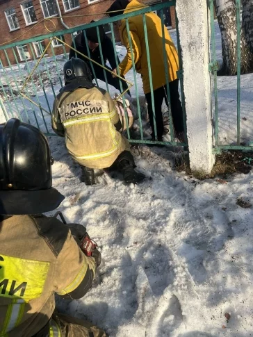 Фото: В Кузбассе косуля застряла в ограде детского сада: ей помогли спасатели 1