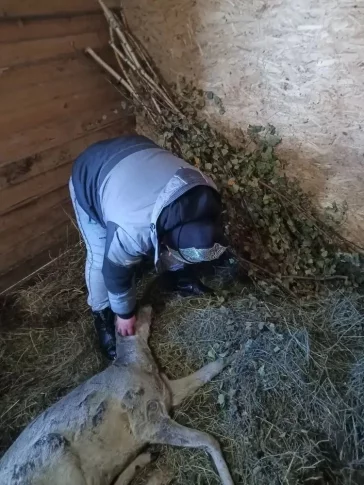 Фото: В Кузбассе вышедшую из леса косулю спасли от нападения собак 1