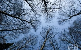 В Кузбассе 27-летнего мужчину насмерть придавило спиленным деревом