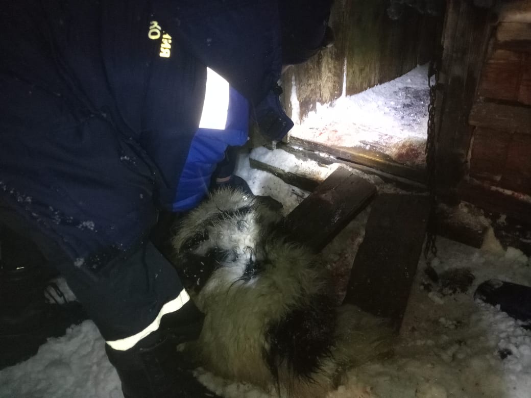 Под Кемеровом спасатели пришли на помощь собаке, которая запуталась в цепи