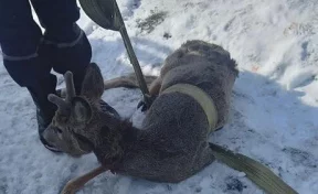 В Кузбассе покусанная собаками косуля провалилась под лёд
