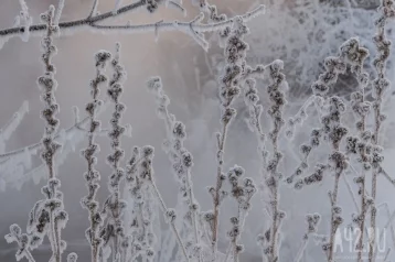 Фото: Мужчинам, два дня блуждавшим в 50-градусный мороз в Хабаровском крае, сделают пластику 1