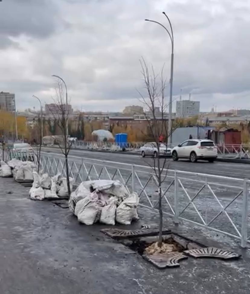 В Кемерове на Красноармейском мосту начали высаживать липы