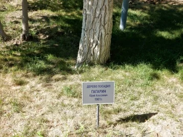 Фото: Дерево Гагарина на Байконуре всё-таки не засохло 1