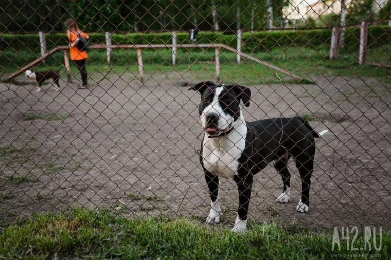 Фото: Собачья радость: тест площадок для выгула животных в Кемерове  30