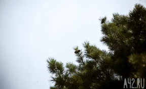 Власти Кемерова потратят 75 млн рублей на озеленение и благоустройство