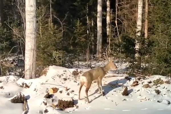 В Кузбассе провели операцию по спасению молодой косули