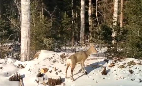 В Кузбассе провели операцию по спасению молодой косули