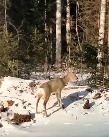 Фото, видео: <a href=https://vk.com/dlkkuzbassa?w=wall-200752967_8720>минлескомплекса и охотхозяйства Кузбасса</a> / «ВКонтакте»