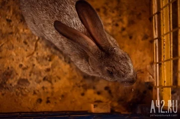 Фото: «Принесли нам более 80 символов года»: директор зоопарка призвал не дарить кроликов на Новый год 1