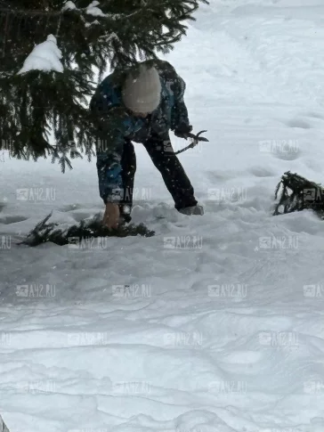 Фото: Кемеровчан возмутила «бабушка-вандалка», которая обдирала ёлки в центре города 2