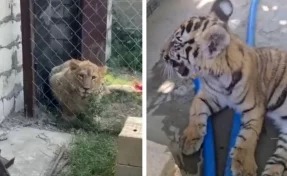 У жителя Дагестана изъяли львёнка и тигрёнка