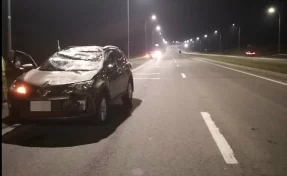 В Кемерове иномарка сбила лося на Леснополянском шоссе