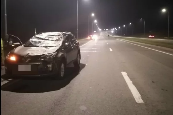 В Кемерове иномарка сбила лося на Леснополянском шоссе