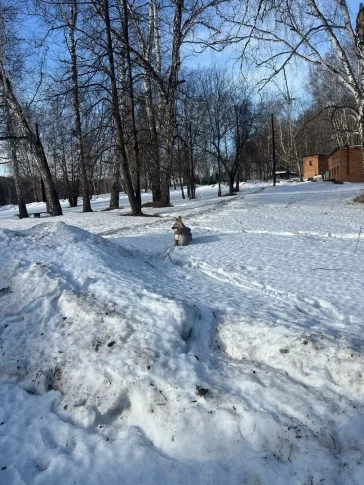 Фото: В Кузбассе косуля застряла в ограде детского сада: ей помогли спасатели 2