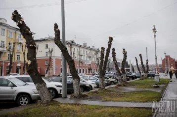Фото: «Город обрубышей»: кемеровчане раскритиковали вырубку и уродливую опиловку деревьев 1