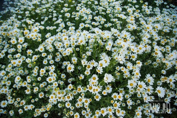 В июне россиян ждут длинные выходные