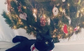 Девушка купила необычную новогоднюю ёлку и «сломала» кота