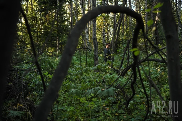 Фото: Мох не указывает на север: как я заблудился в лесу и пытался выжить 3