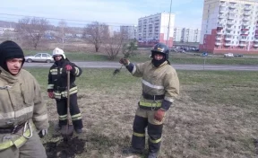 На «Аллее спасателей» в Новокузнецке высадили новые деревья взамен вырубленных