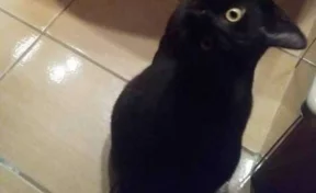 Оптическая иллюзия с котом-вороном поразила пользователей Сети