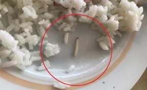 В рисе в школьной столовой под Липецком нашли червей