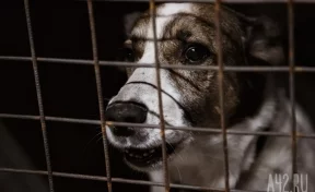 В Кемерове собираются построить центр для брошенных собак на 1 000 мест