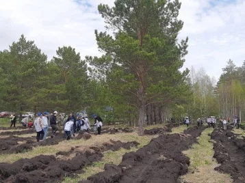 Фото: В Кузбассе 150 добровольцев высадили 4 000 молодых кедров в честь 80-летия Победы 1