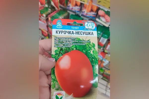 «Клубничка», «Золотая клуша» и «Мамонтёнок»: в Кузбассе нашли несуществующие семена овощей