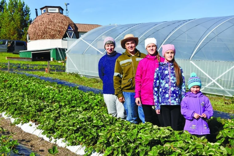 Фото: Кузбасский фермер рассказал о планах выращивать до 2 тонн клубники в год 1
