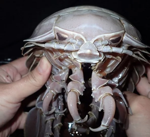 Фото: Биологи нашли на дне Индийского океана «кровавые креветки» и гигантского глубоководного таракана 2
