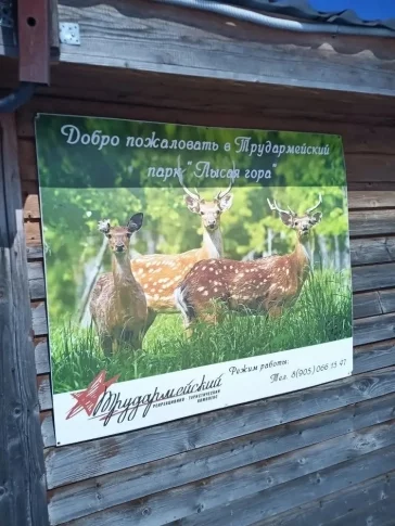 Фото: В Кузбассе вышедшую из леса косулю спасли от нападения собак 2