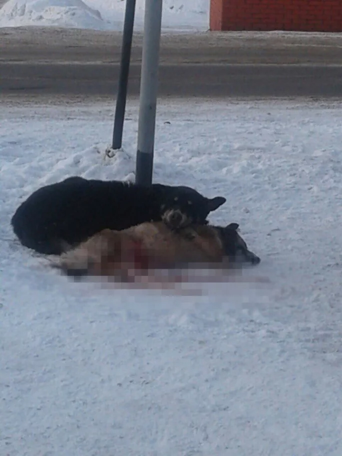 Фото: История со сбитой собакой в Кемерове вызвала бурную реакцию в соцсетях 2