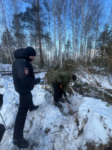Фото: В Кузбассе неизвестные уничтожили 11 сосен на 28 тысяч рублей  2