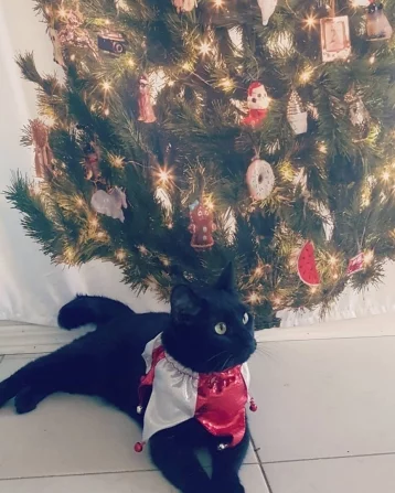 Фото: Девушка купила необычную новогоднюю ёлку и «сломала» кота 1