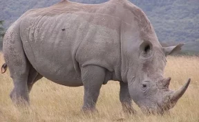 В Кении усыпили последнего в мире самца северного белого носорога