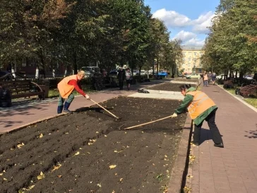 Фото: В Кемерове высадят около 30 000 луковиц тюльпанов 2