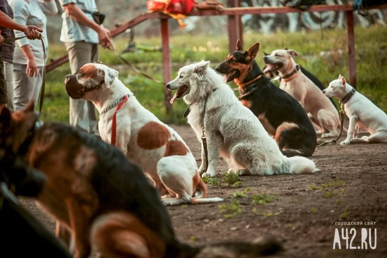 Фото: Лает и кусает: разбираемся в конфликте собаководов и всех остальных 6